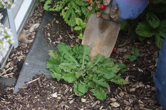 Ekološki vrt: okolju prijazno zatiranje plevelov