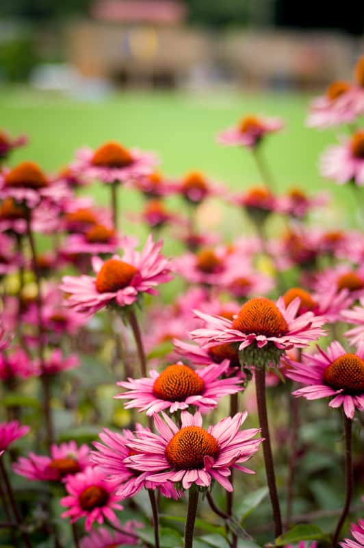 Ameriški slamnik poskrbi za dobro odpornost