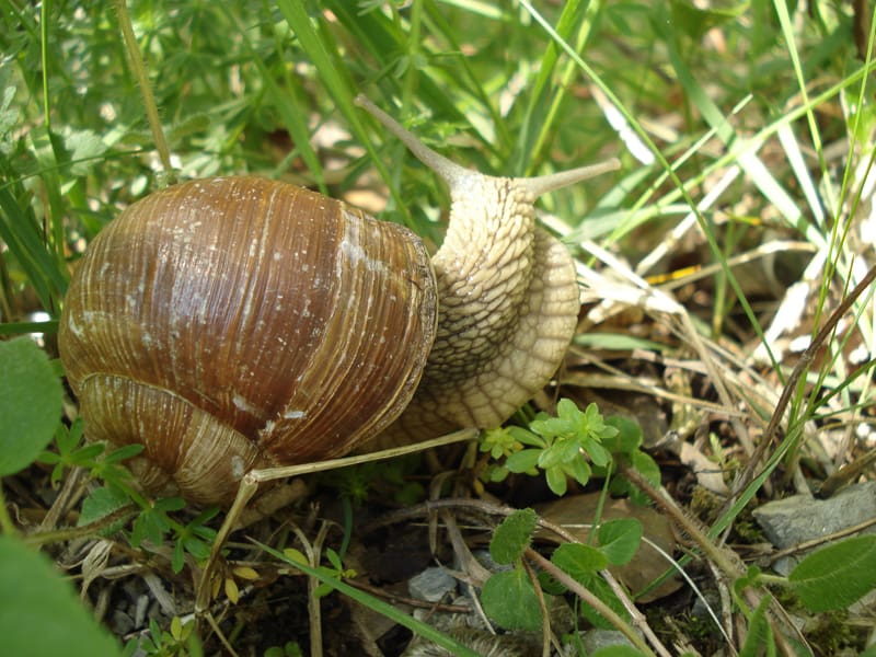 Rastline odporne na polže