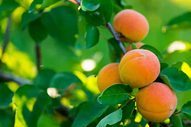 Marelica – sladki živahni plodovi polni vitaminov